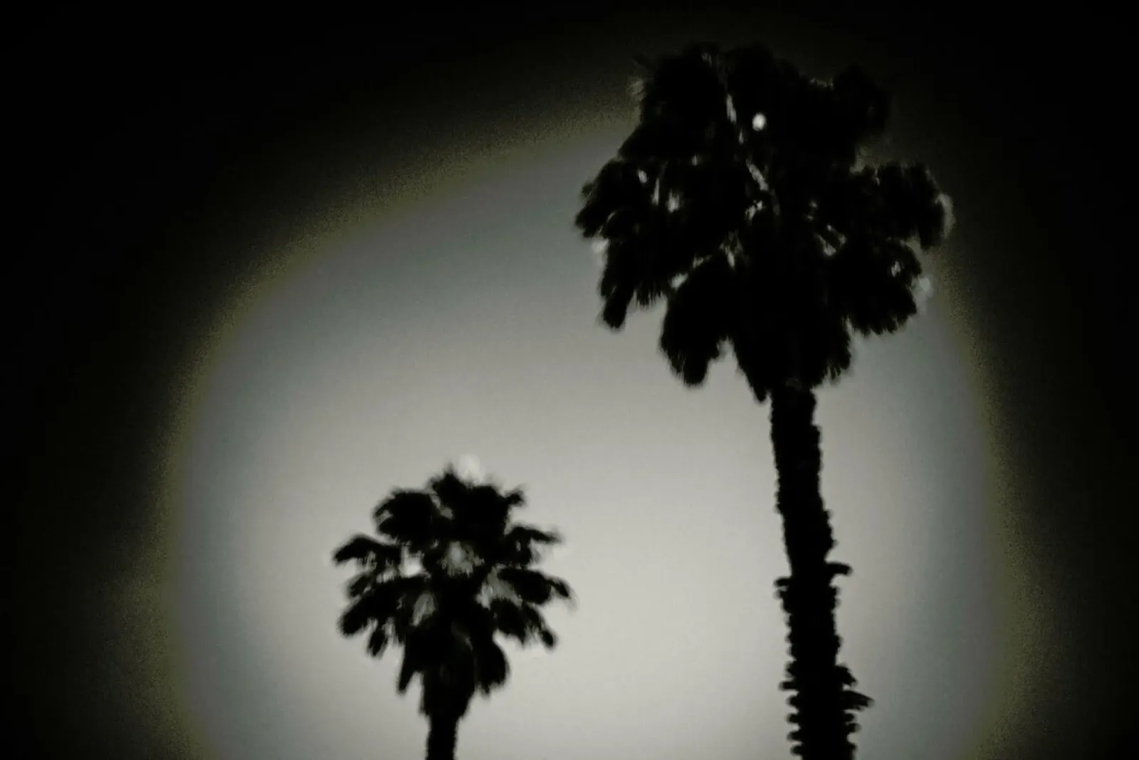 Why are palm trees so damn happy? Acryl-Glas von Tal Paz-Fridman
