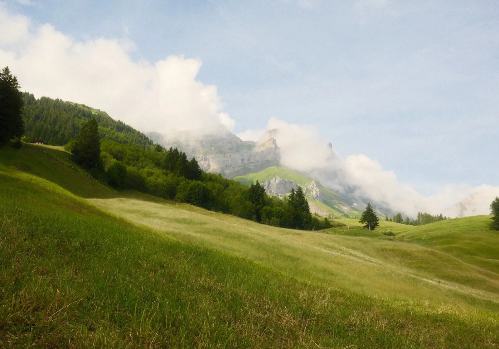 Misty Alpine Meadows pellicola backlit da FujiSwiss