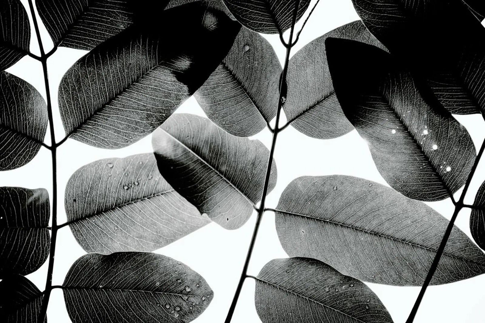 Experiments with Leaves 1 pannello forex da Tal Paz-Fridman