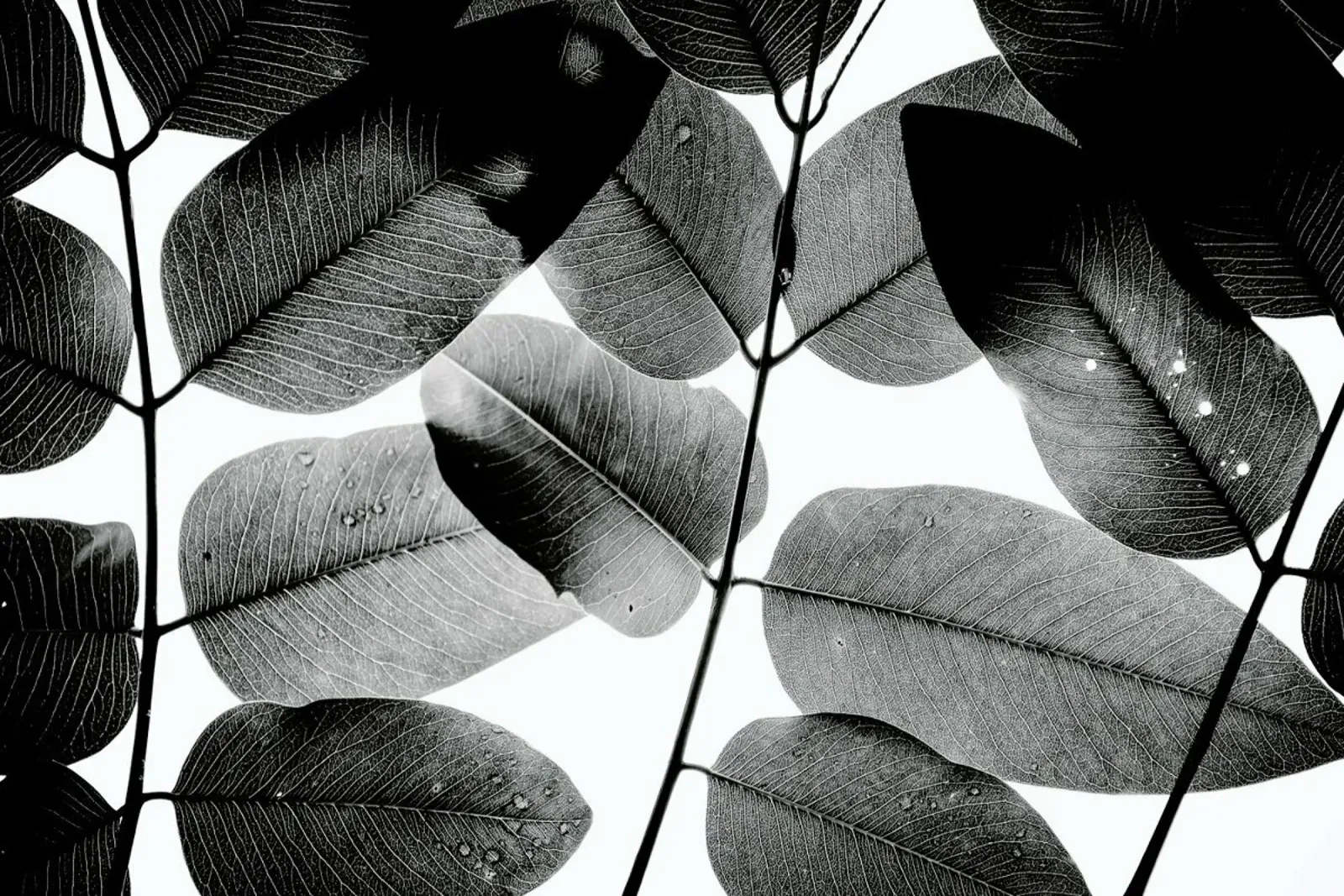 Experiments with Leaves 1 metacrilato de Tal Paz-Fridman