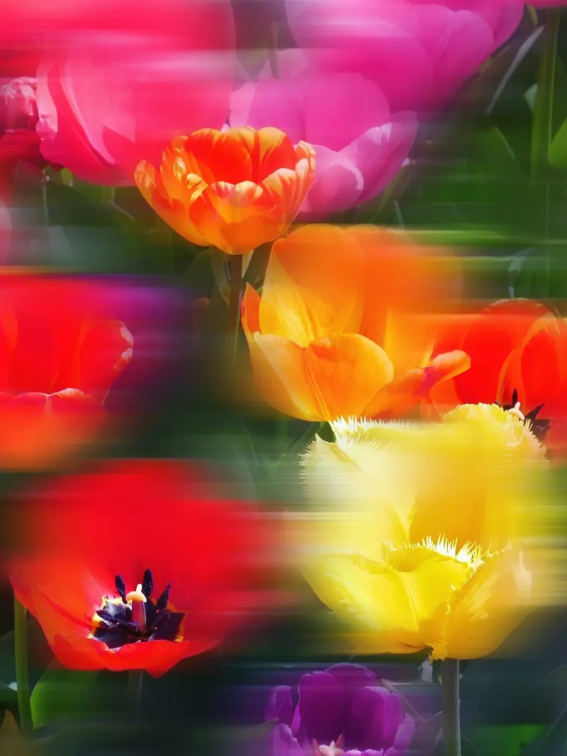 Fiori vibranti in movimento pellicola backlit da Dagmar Pels
