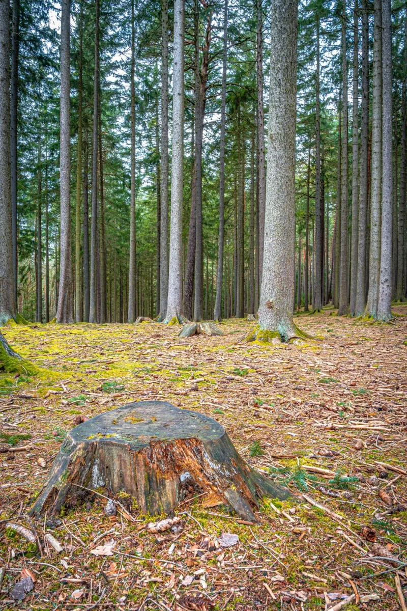 Ceppo di albero in una fitta foresta di conifere tela da Marcus Beckert | Fotografie