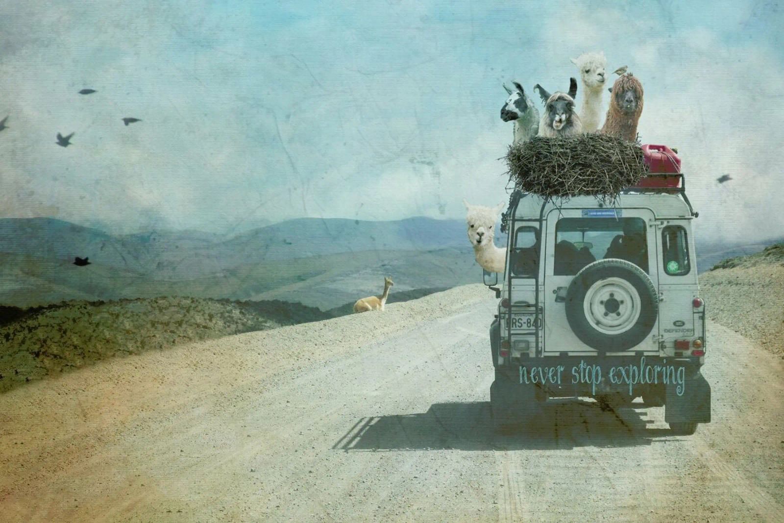 Never Stop Exploring II  - Funny Alpacas on Tour poster de Monika Strigel
