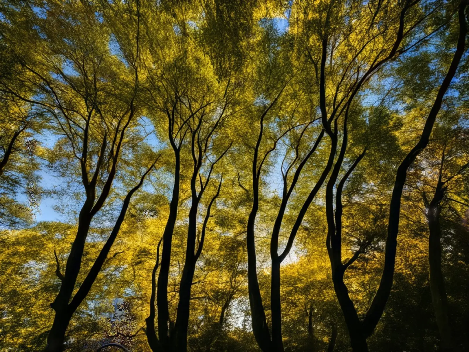 Foresta_3 pellicola backlit da Impressionismus by LK