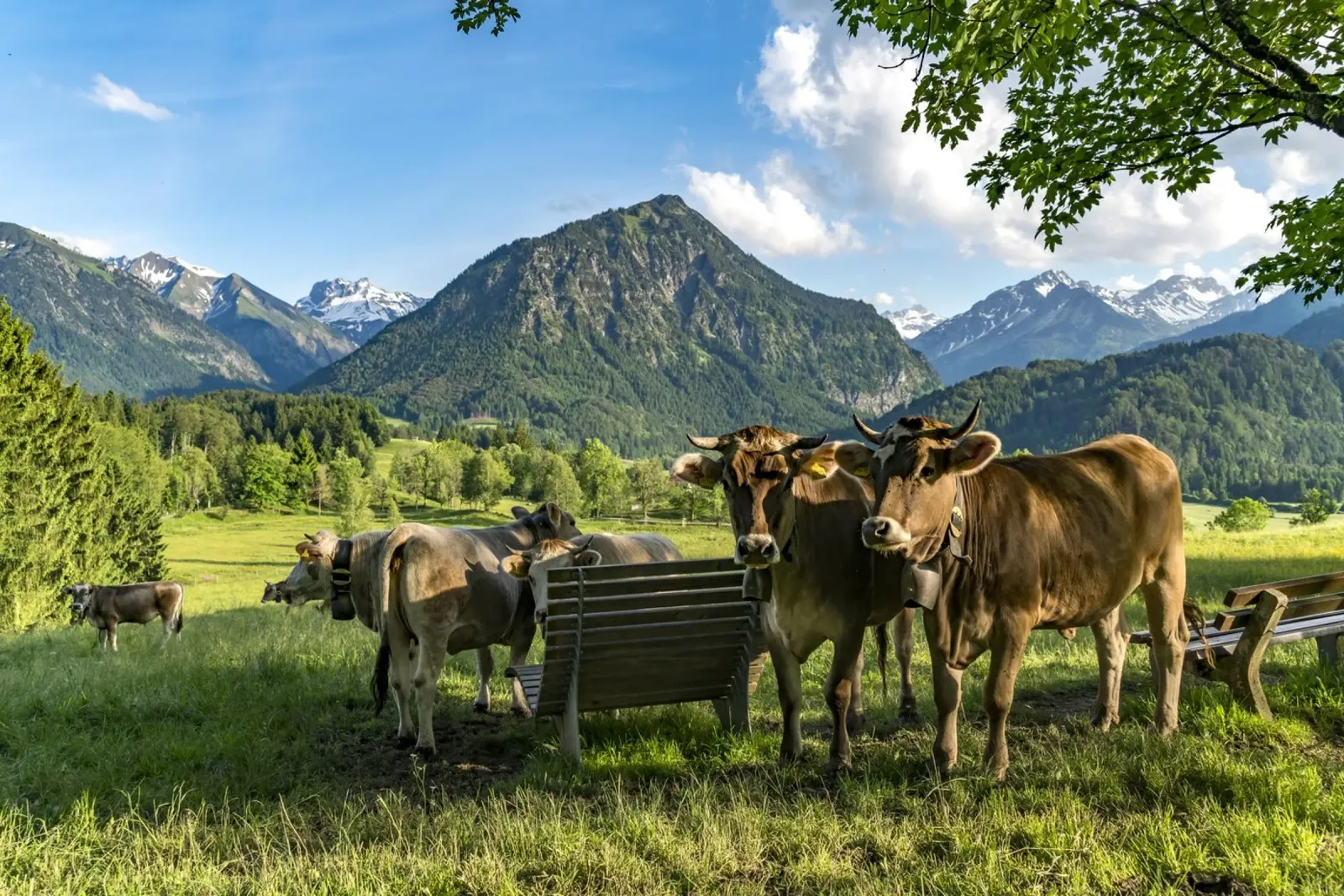 Kühe im Allgäu pellicola backlit da Reisefotografie - Bilder aus aller Welt