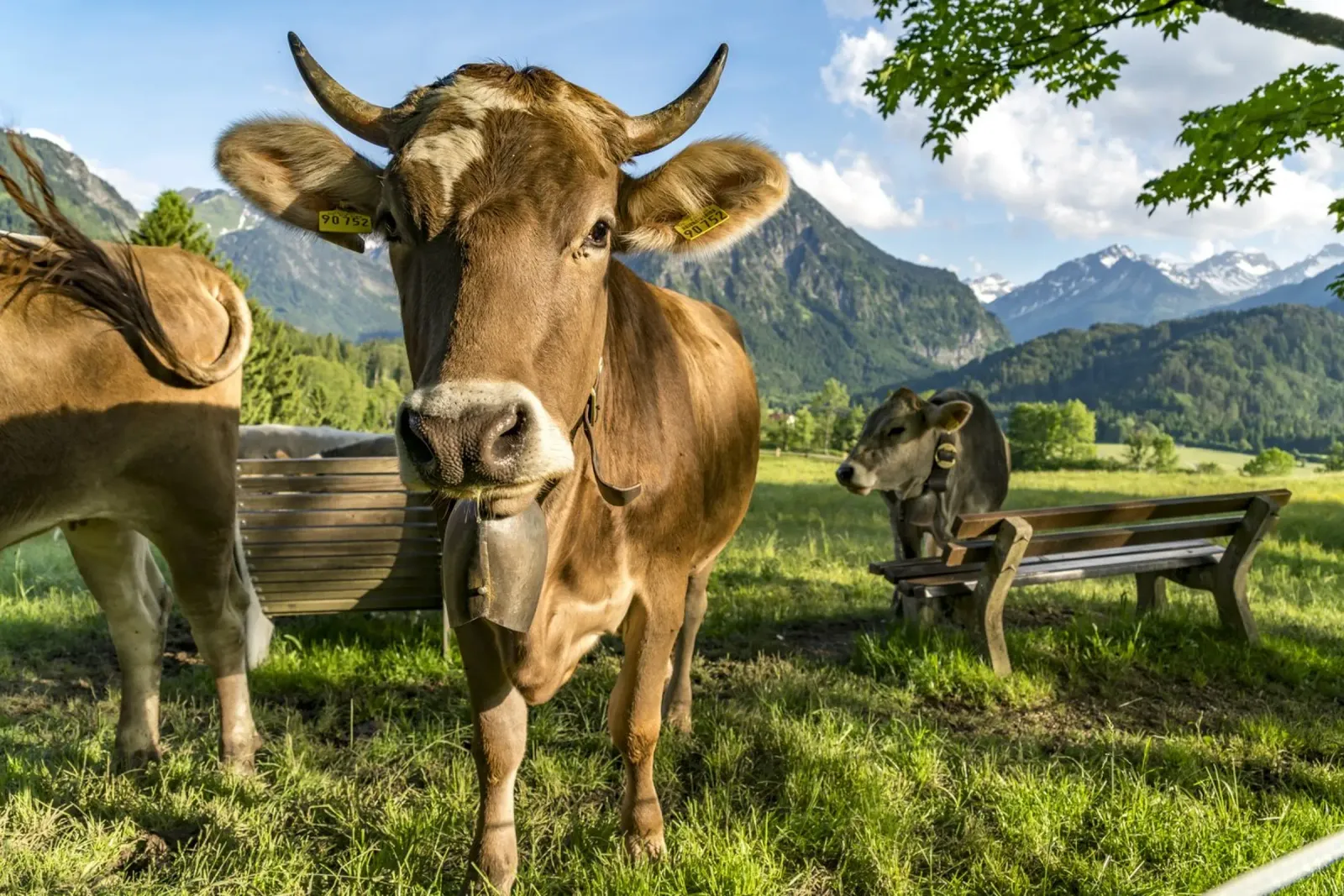 Kühe im Allgäu pellicola backlit da Reisefotografie - Bilder aus aller Welt