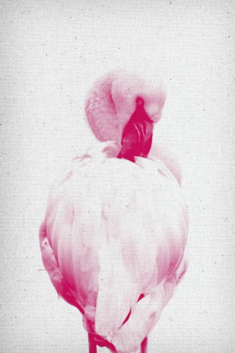 Flamingo 02 pellicola backlit da Froilein Juno