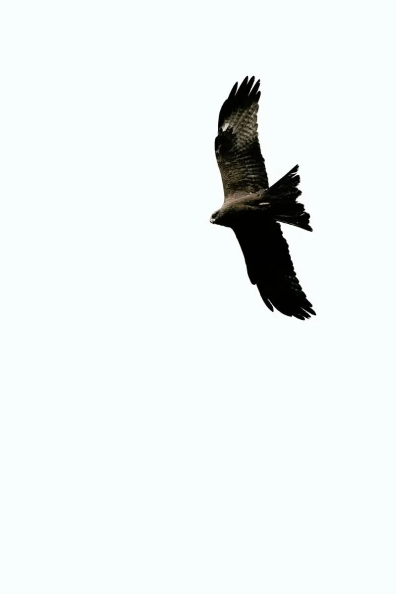 Bussard pellicola backlit da Amy & Kurt