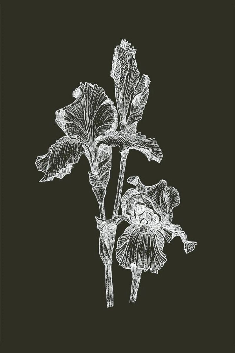 Orchids - White on Grey pellicola backlit da Pen & Ink