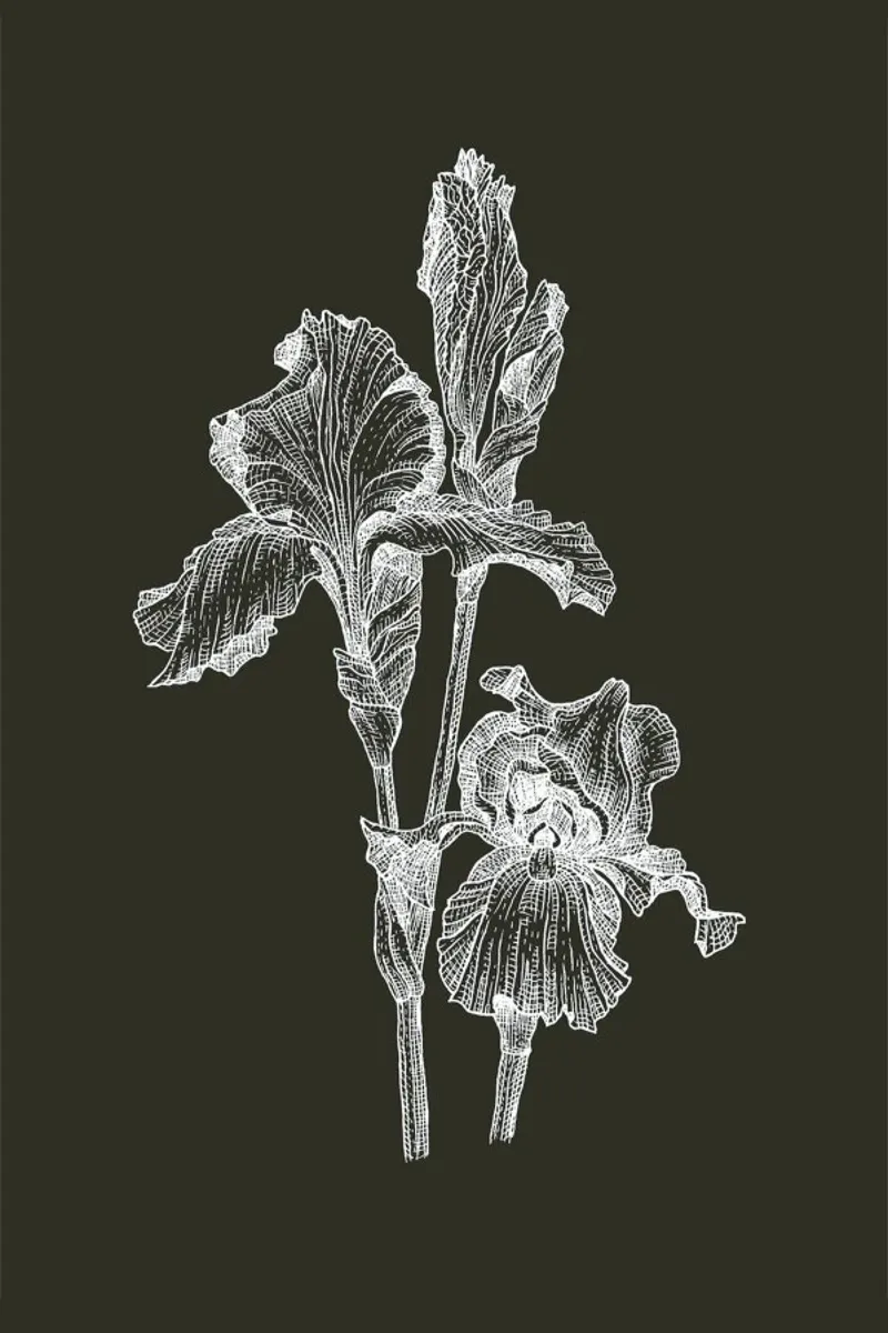 Orchids - White on Grey carta hahnemühle da Pen & Ink