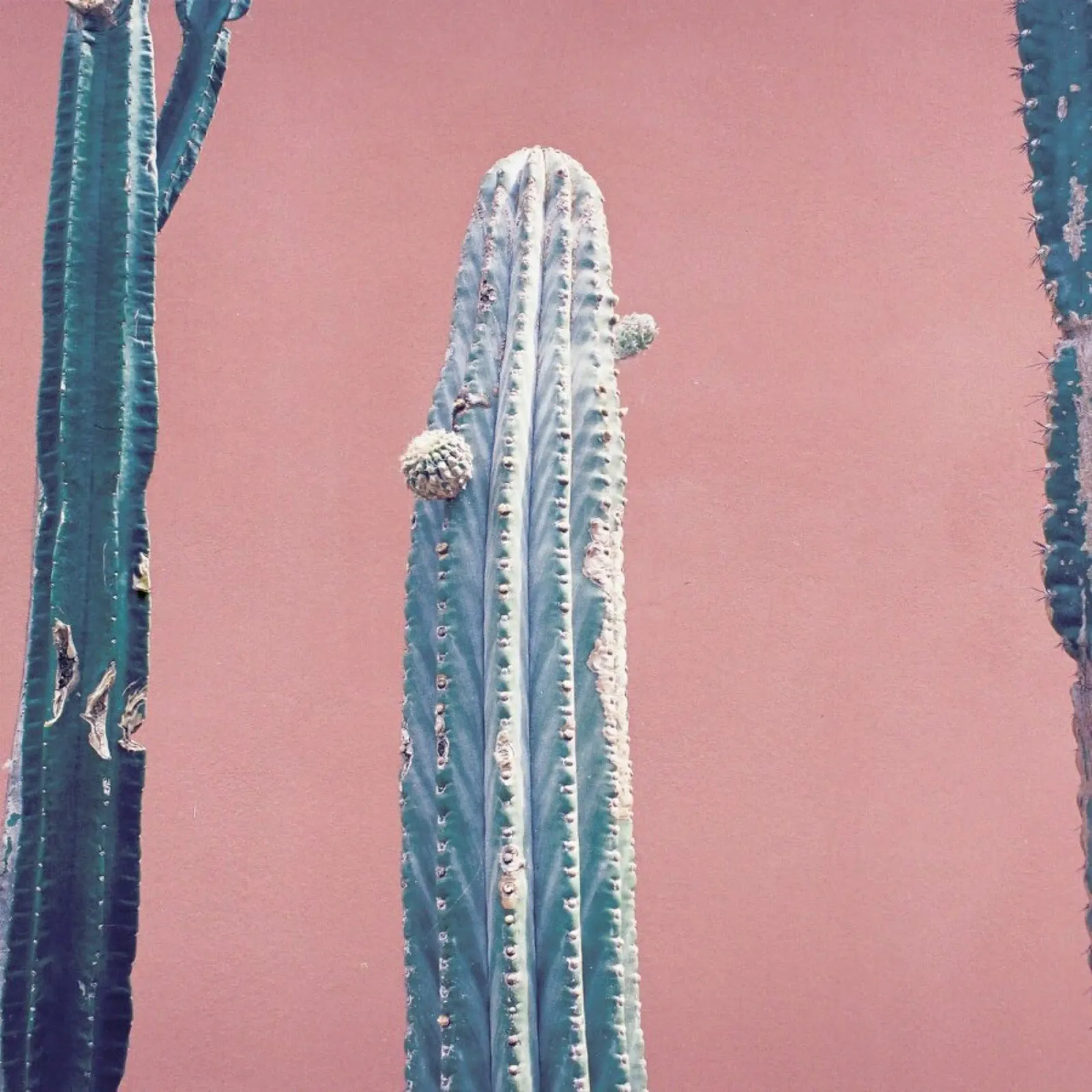 Into the Tropics (Cactus) pellicola backlit da BlauMaschine