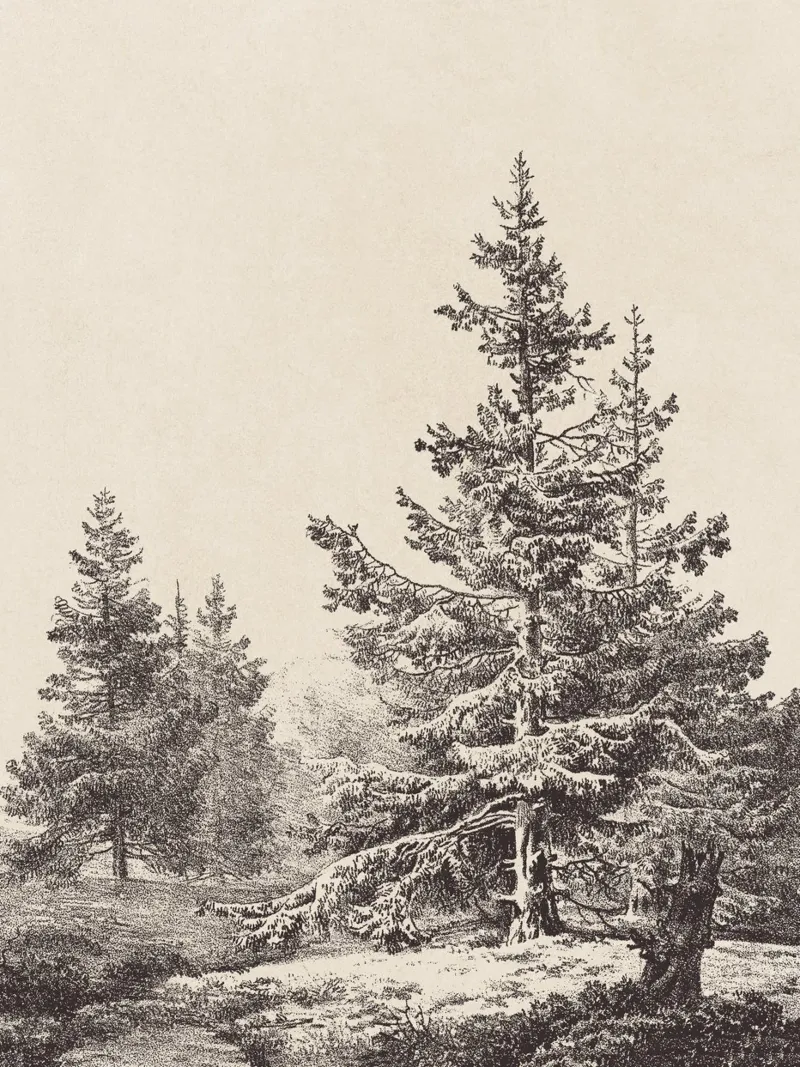 Tree Sketch - Hemlock forest pellicola backlit da apoloprints