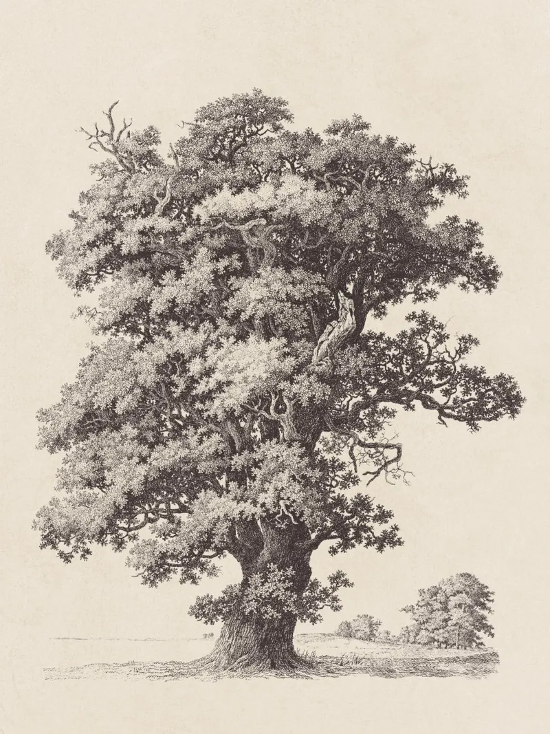 Tree Sketch - Black Oak pellicola backlit da apoloprints