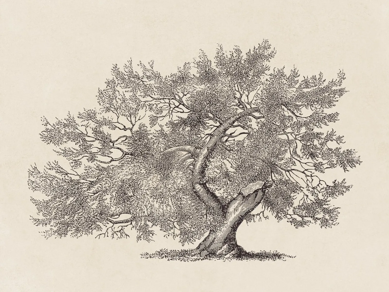 Tree Sketch - Broken Trunk canvas van apoloprints