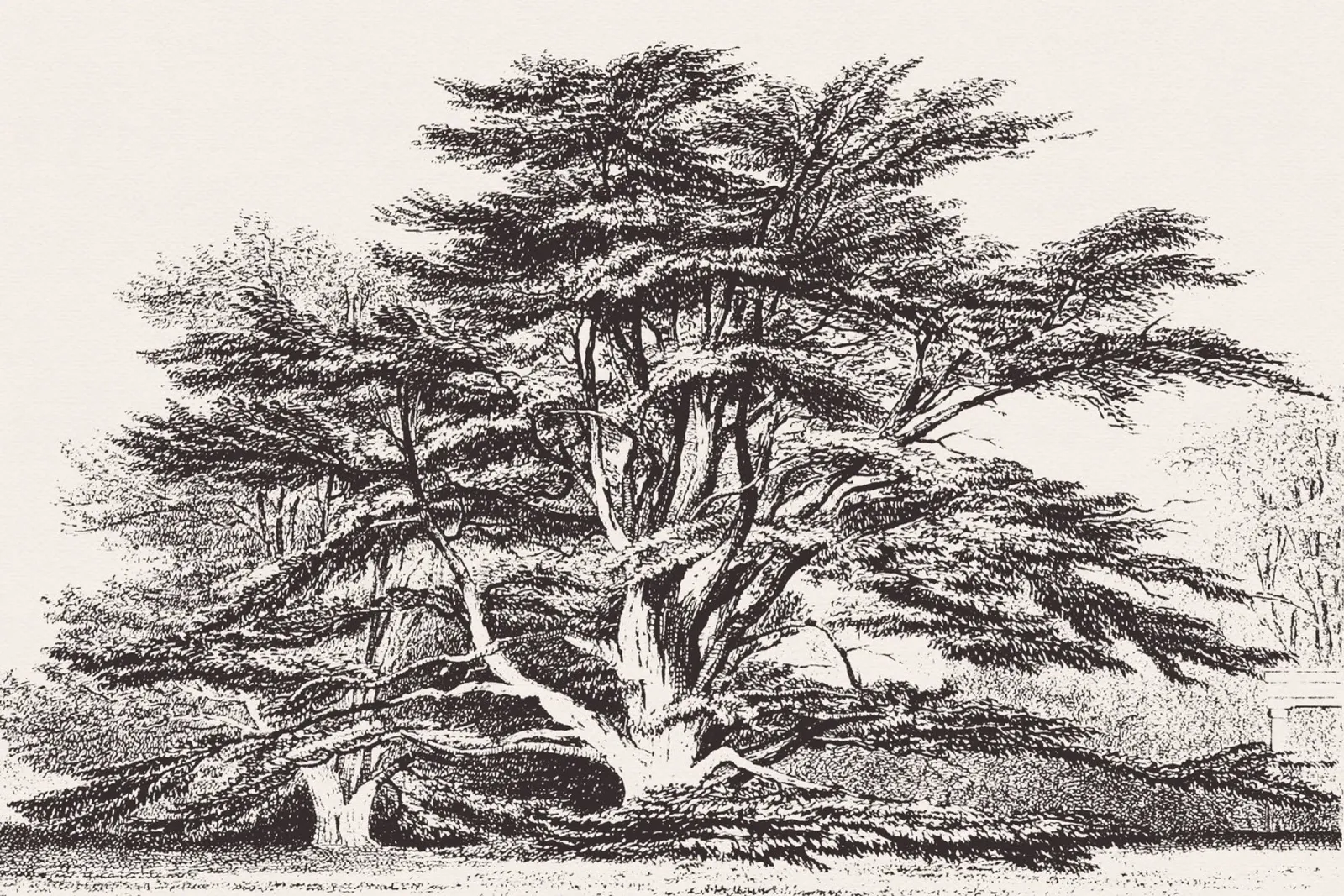 Cedar of Lebanon Tree Landscape pellicola backlit da apoloprints