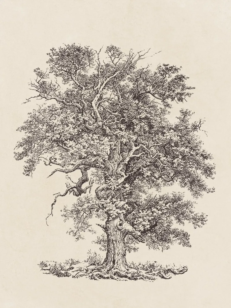 Tree Sketch - English Oak plexiglass da apoloprints