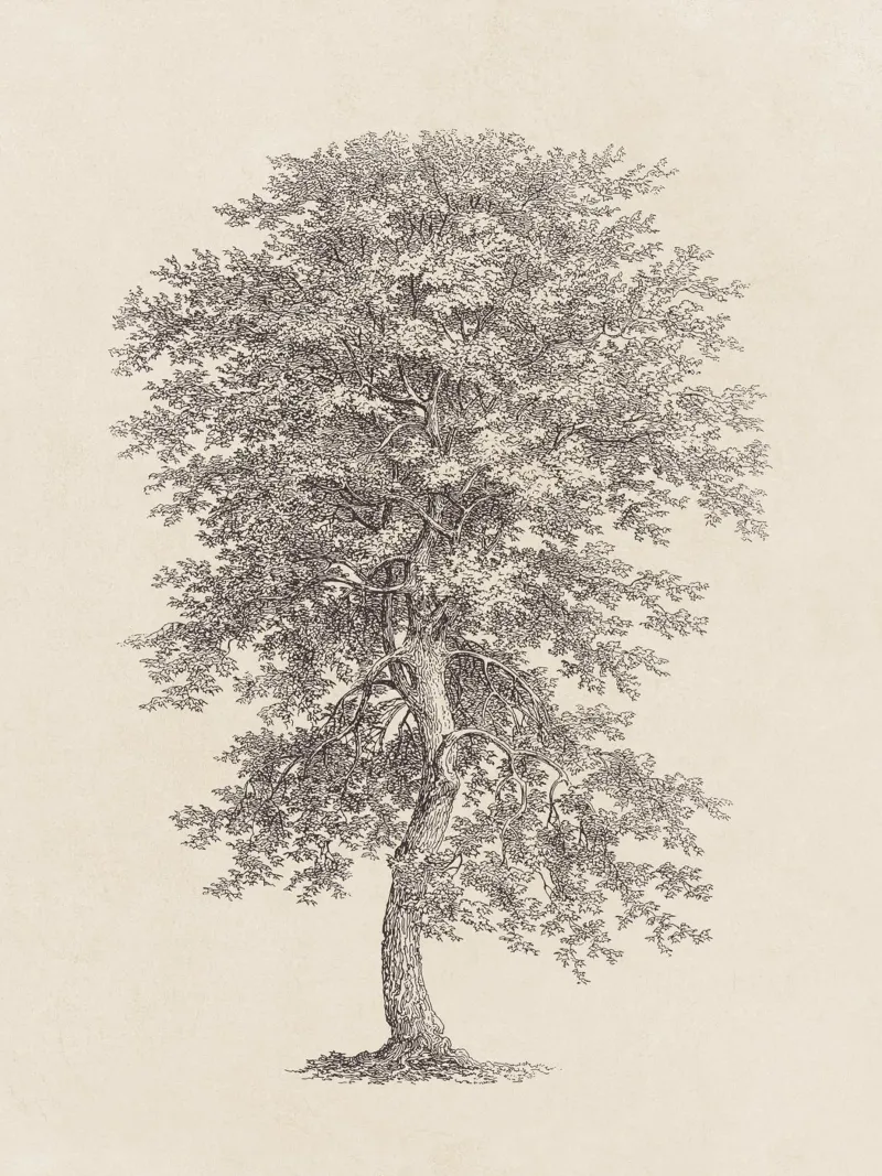 Tree Sketch - Hickory pellicola backlit da apoloprints