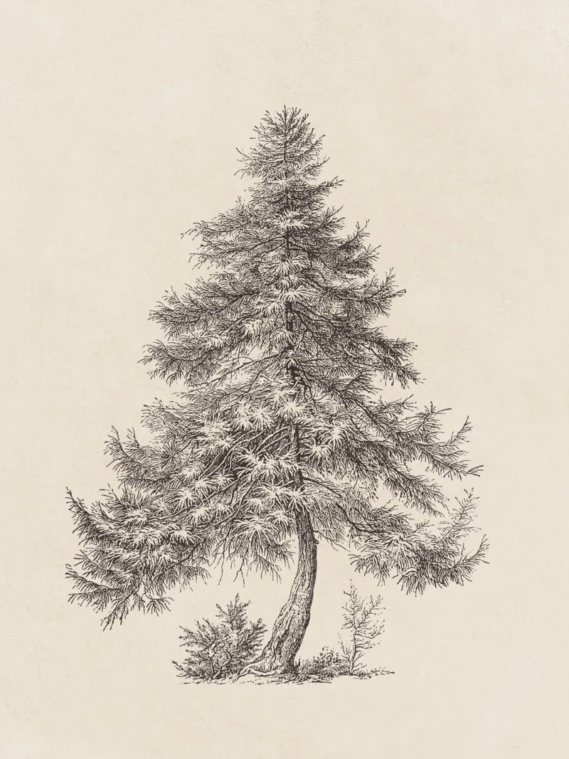 Tree Sketch - Larch pellicola backlit da apoloprints