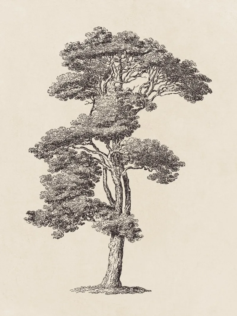 Tree Sketch - Loblolly Pine pellicola backlit da apoloprints