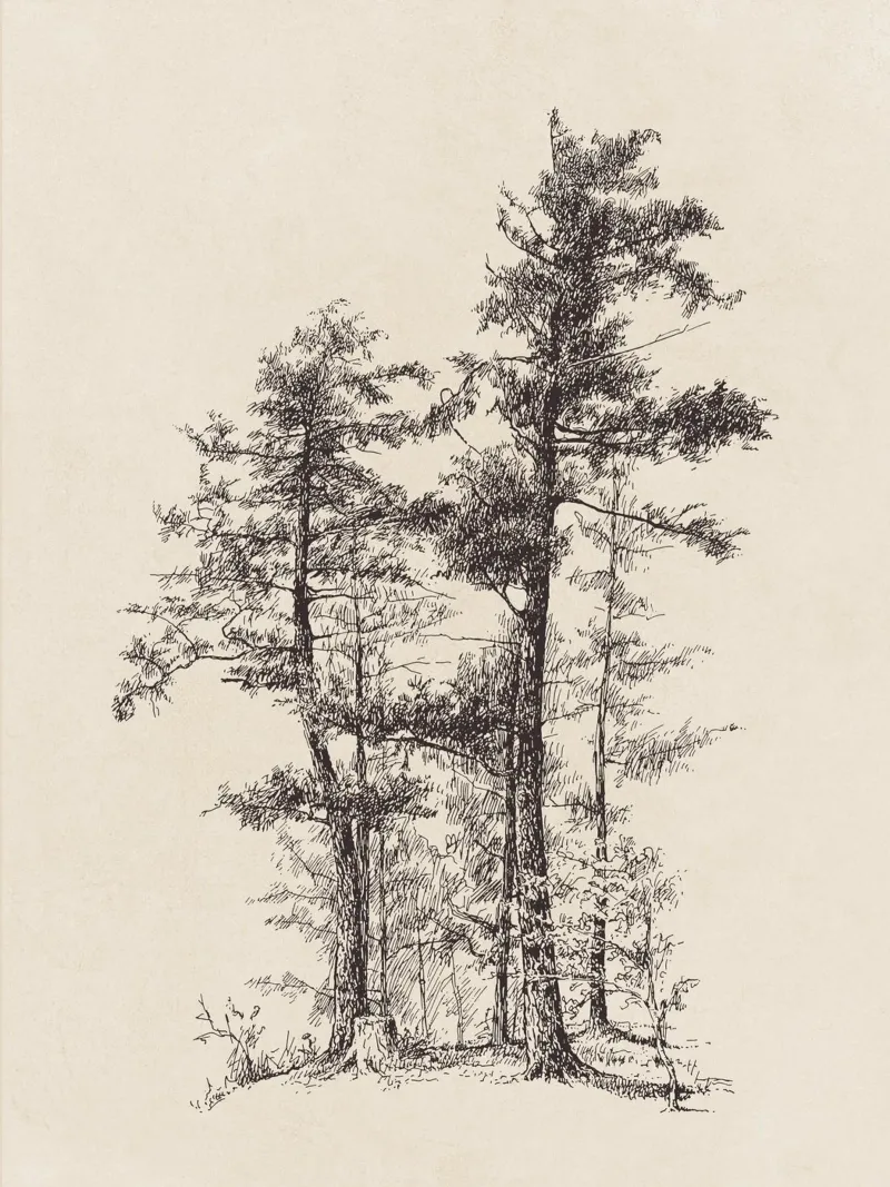 Tree Sketch - Longleaf Pine plexiglass da apoloprints
