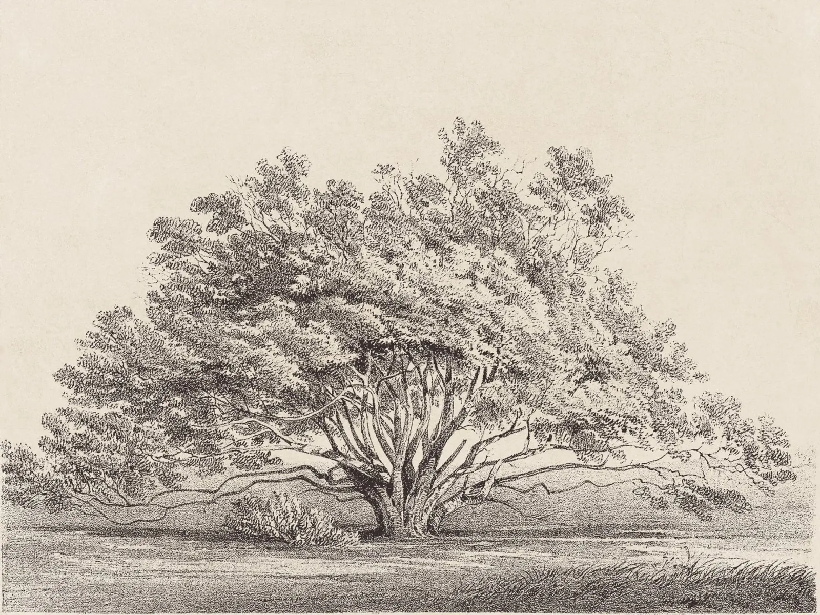 Tree Sketch - Manzanita pellicola backlit da apoloprints