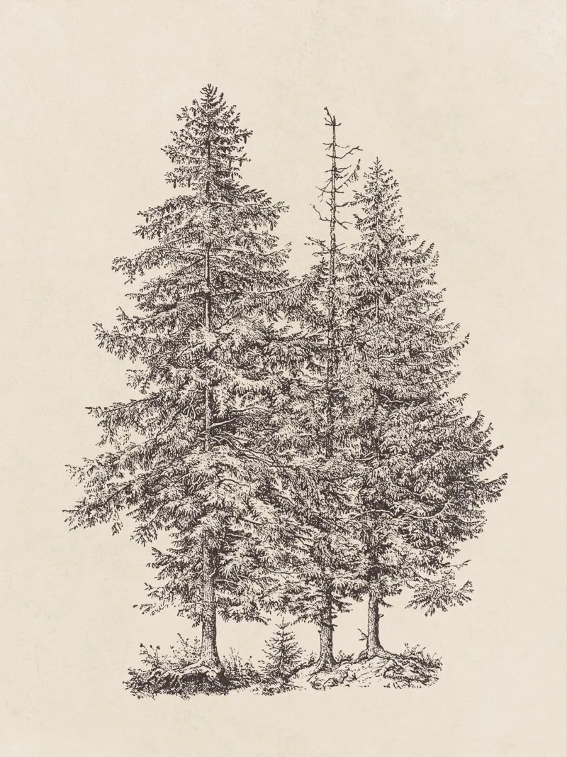 Tree Sketch - Norway Spruce plexiglass da apoloprints