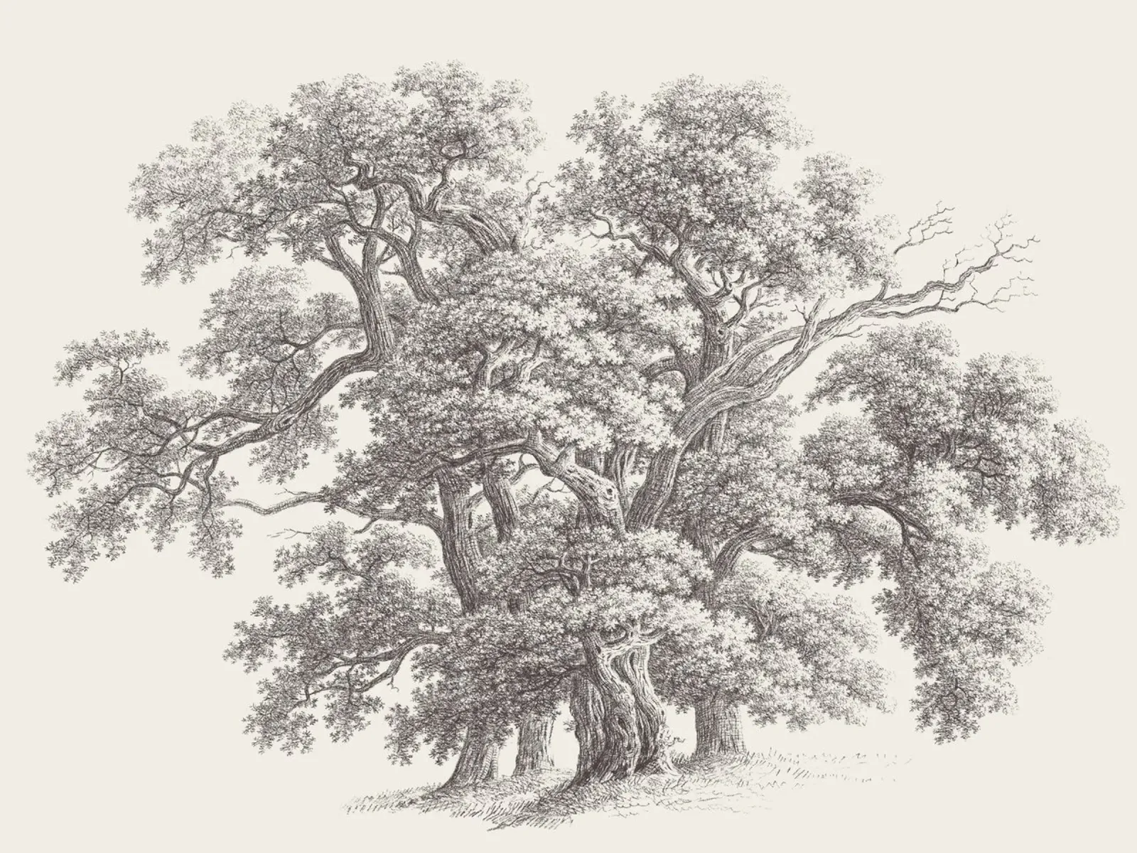 Tree Sketch - Oak Group pellicola backlit da apoloprints