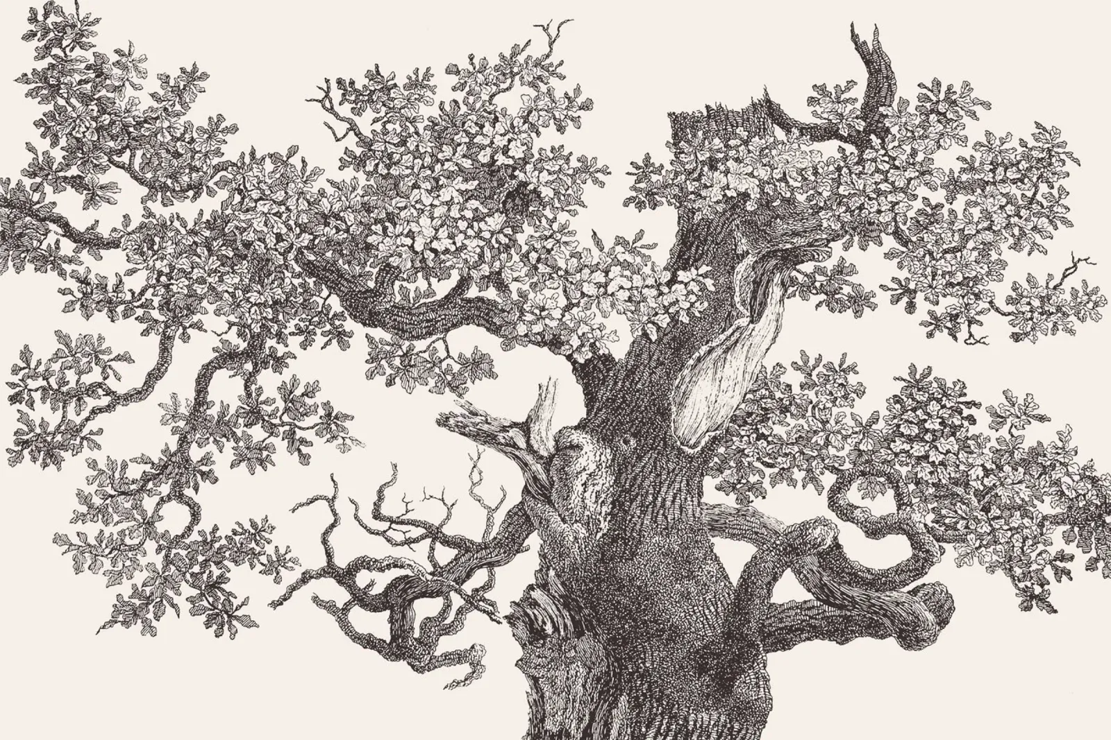 Oak Tree Top pellicola backlit da apoloprints