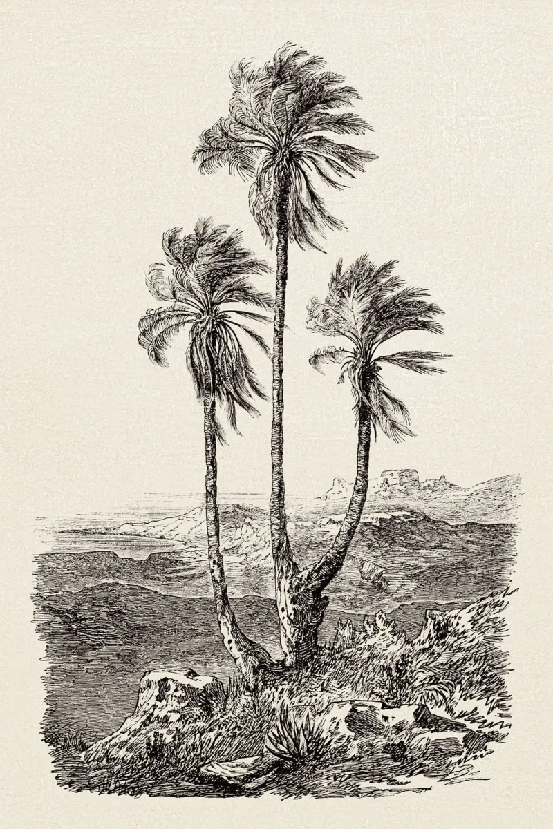 Palm Tree Group pellicola backlit da apoloprints