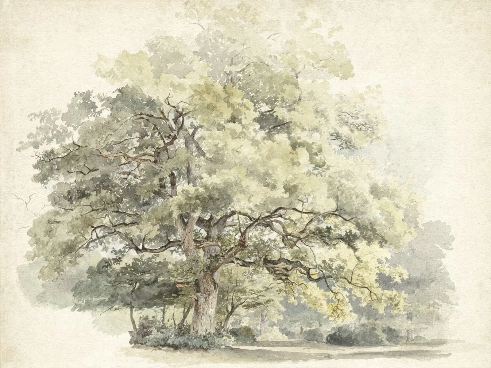 Tree Study Watercolor pellicola backlit da apoloprints
