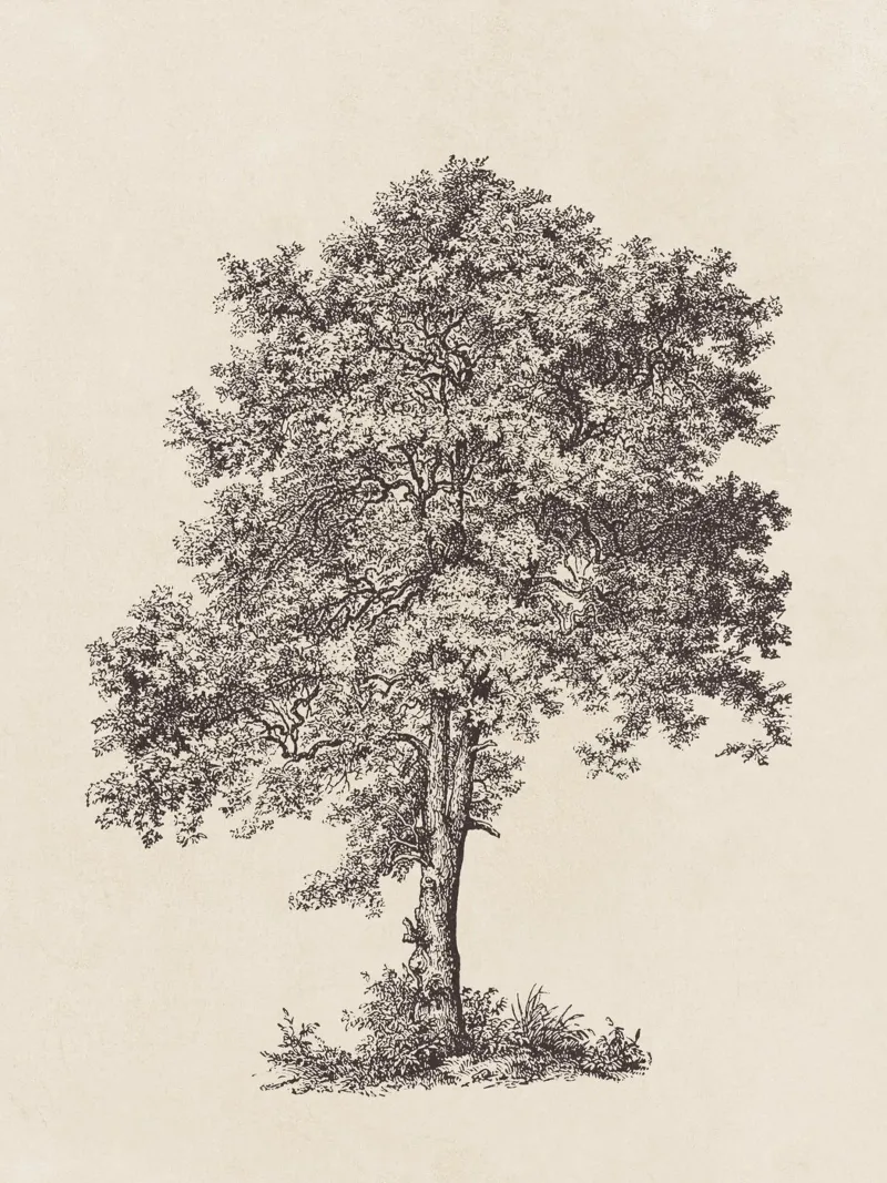 Tree Sketch - Sycamore Maple hahnemühle van apoloprints