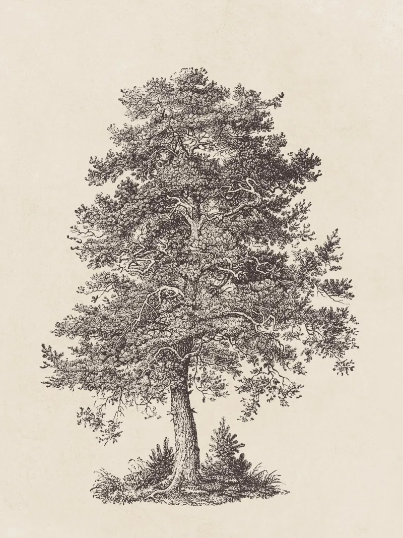 Tree Sketch - Scotch Pine pellicola backlit da apoloprints