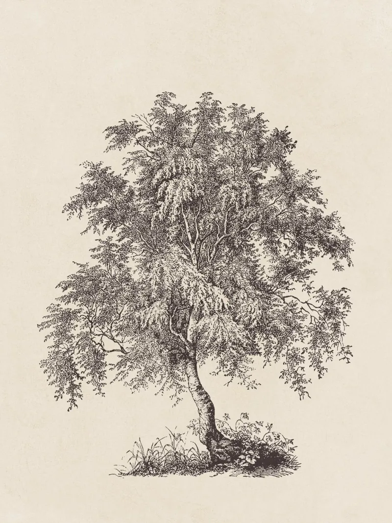 Tree Sketch - Silver Birch pellicola backlit da apoloprints