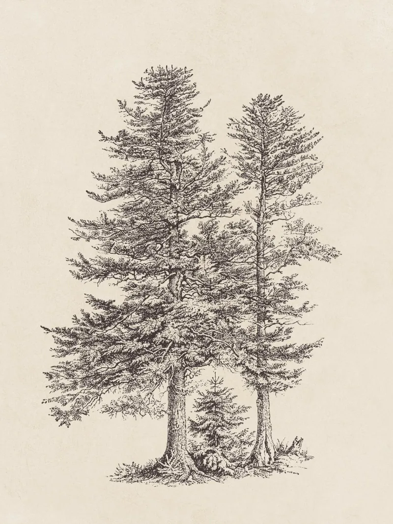 Tree Sketch - Silver Fir alluminio dibond da apoloprints