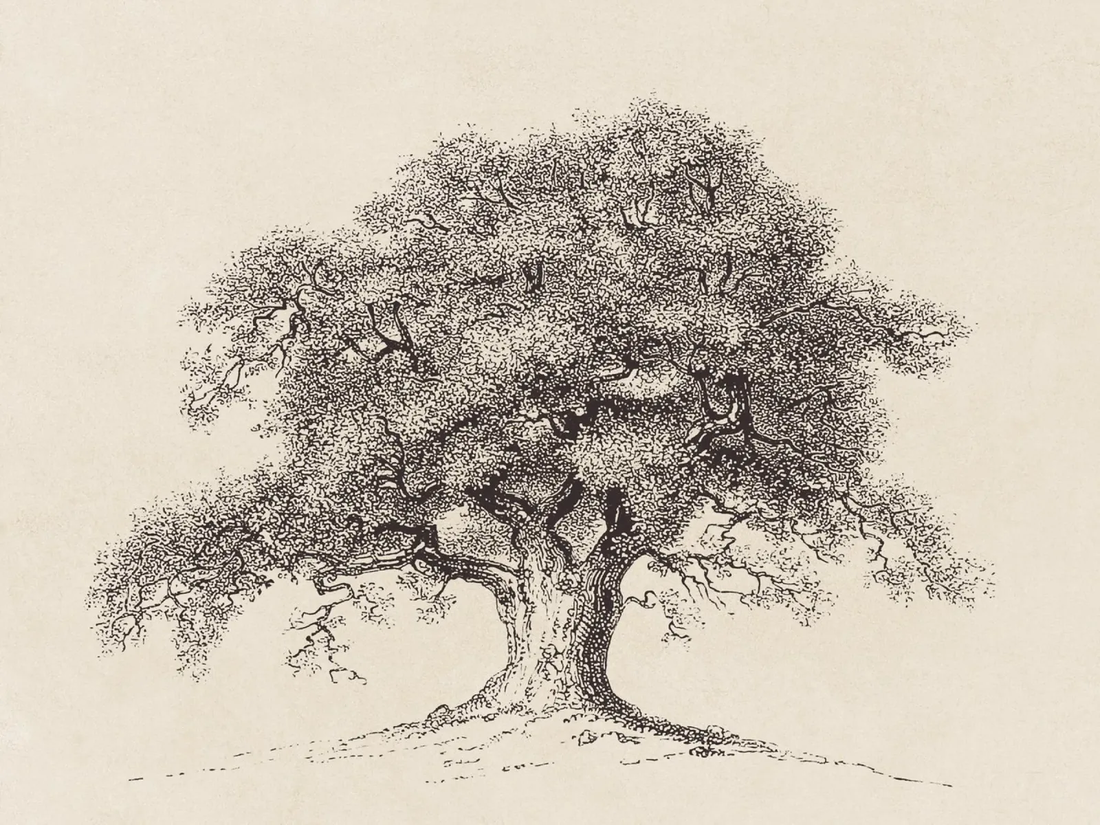Tree Sketch - Spring Oak pellicola backlit da apoloprints