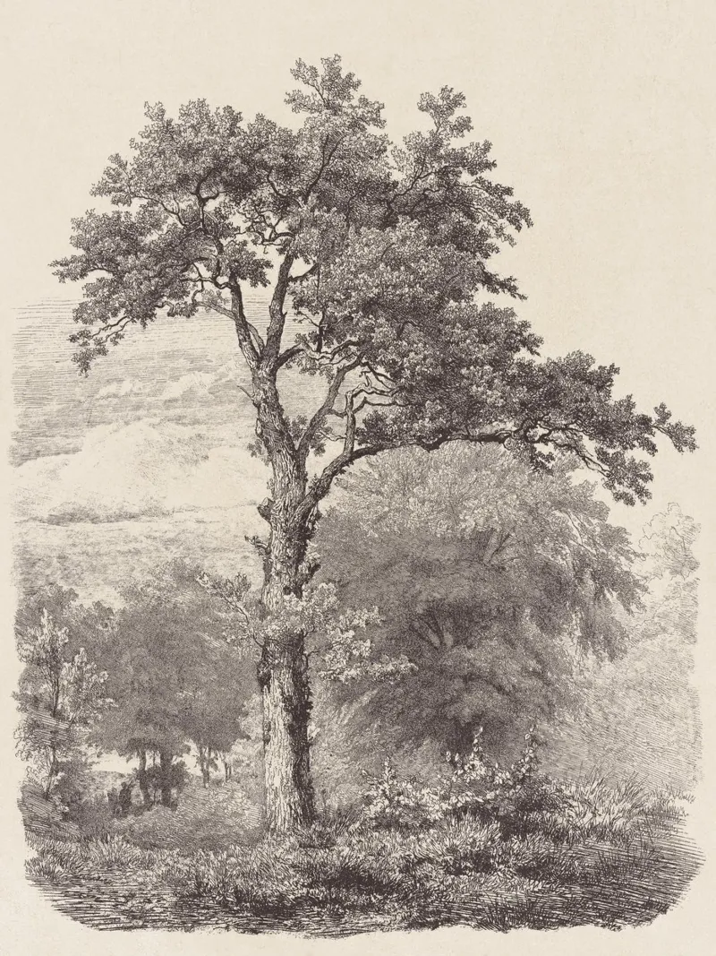 Tree Sketch - Landscape no. 23 pellicola backlit da apoloprints