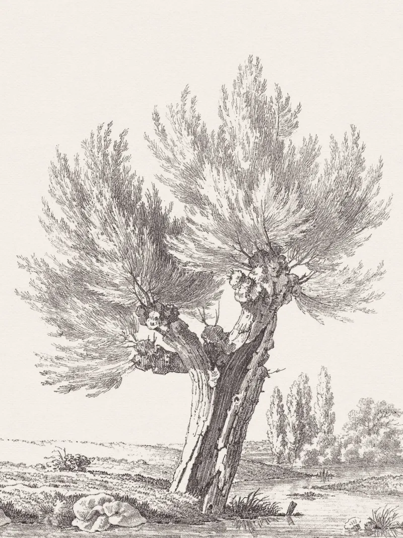 Tree Sketch - Willow no. 2 pellicola backlit da apoloprints