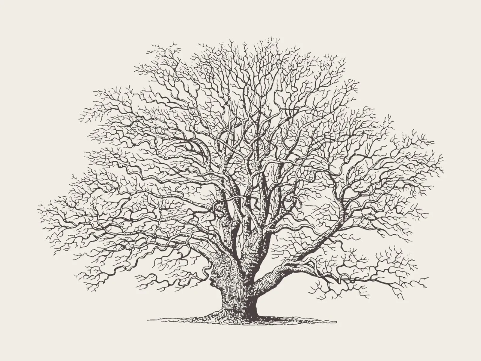 Tree Sketch - Winter Oak pellicola backlit da apoloprints