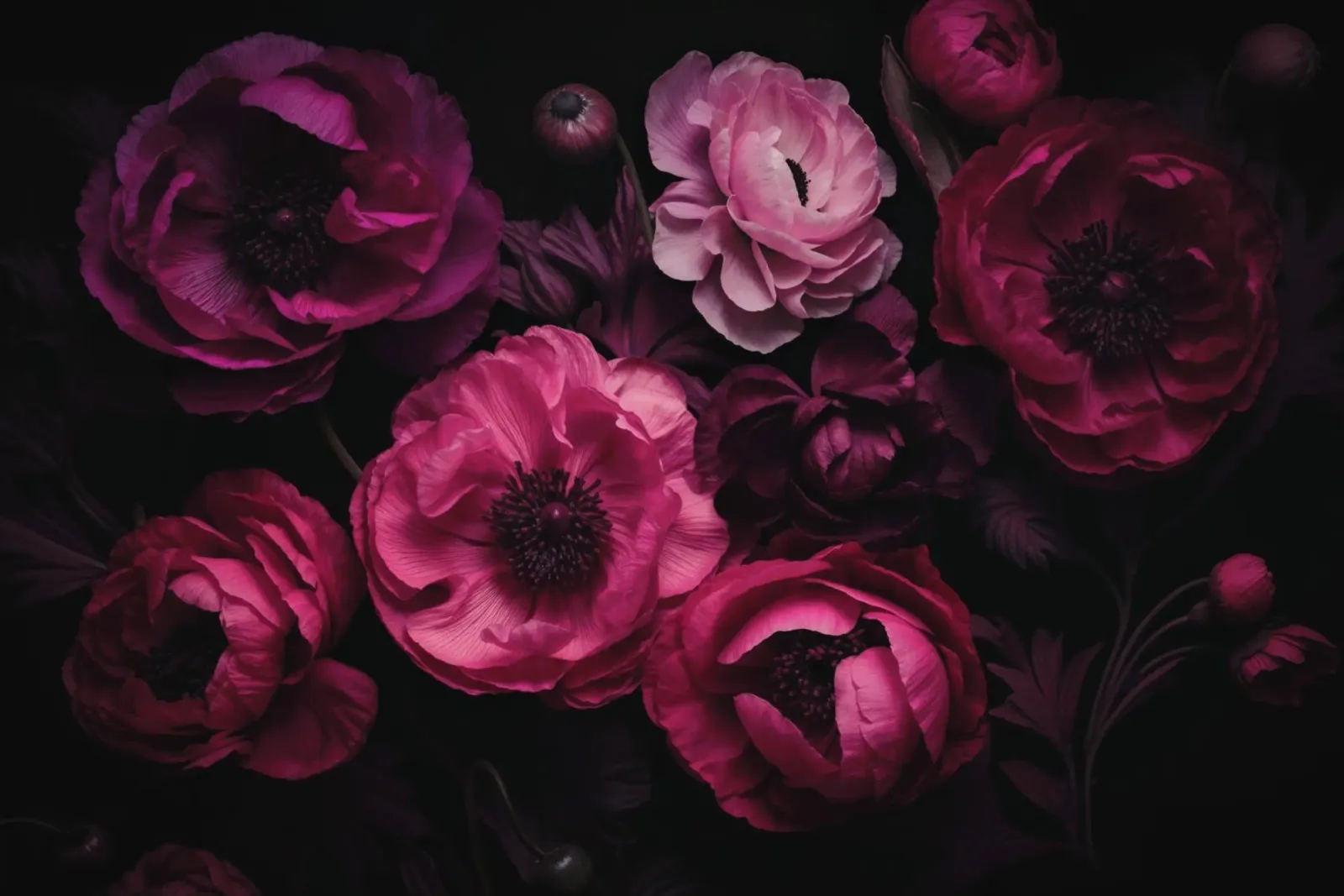 Peonia rosa scuro e ranuncolo poster con telaio in alluminio da Andrea Haase Floral Passion