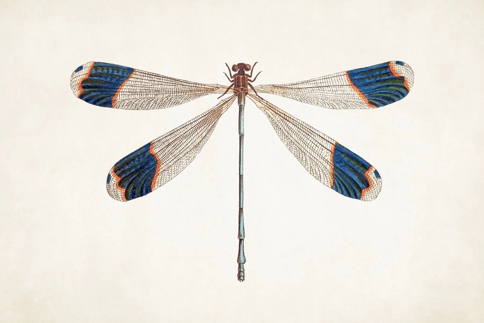 Dragonfly no. 1 pellicola backlit da apoloprints
