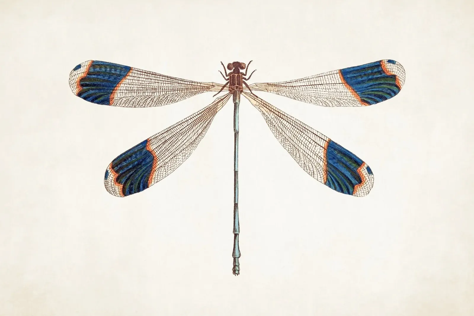 Dragonfly no. 1 carta hahnemühle da apoloprints