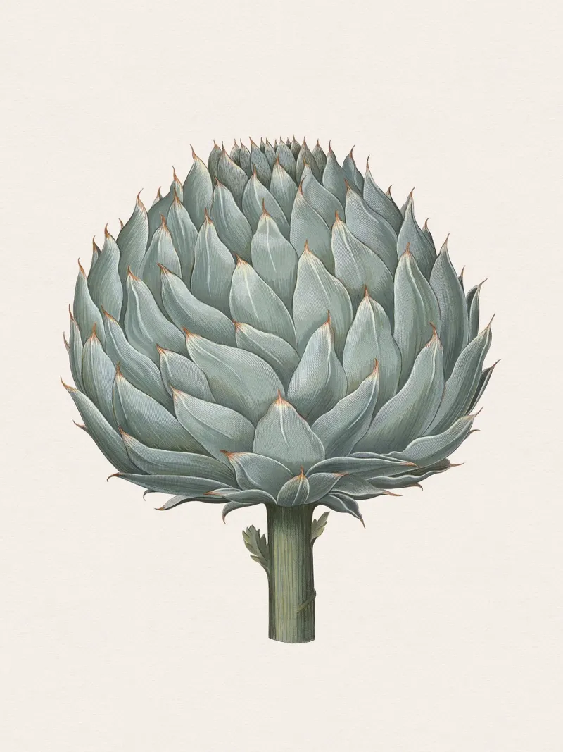 Artichoke forex-plaat van apoloprints