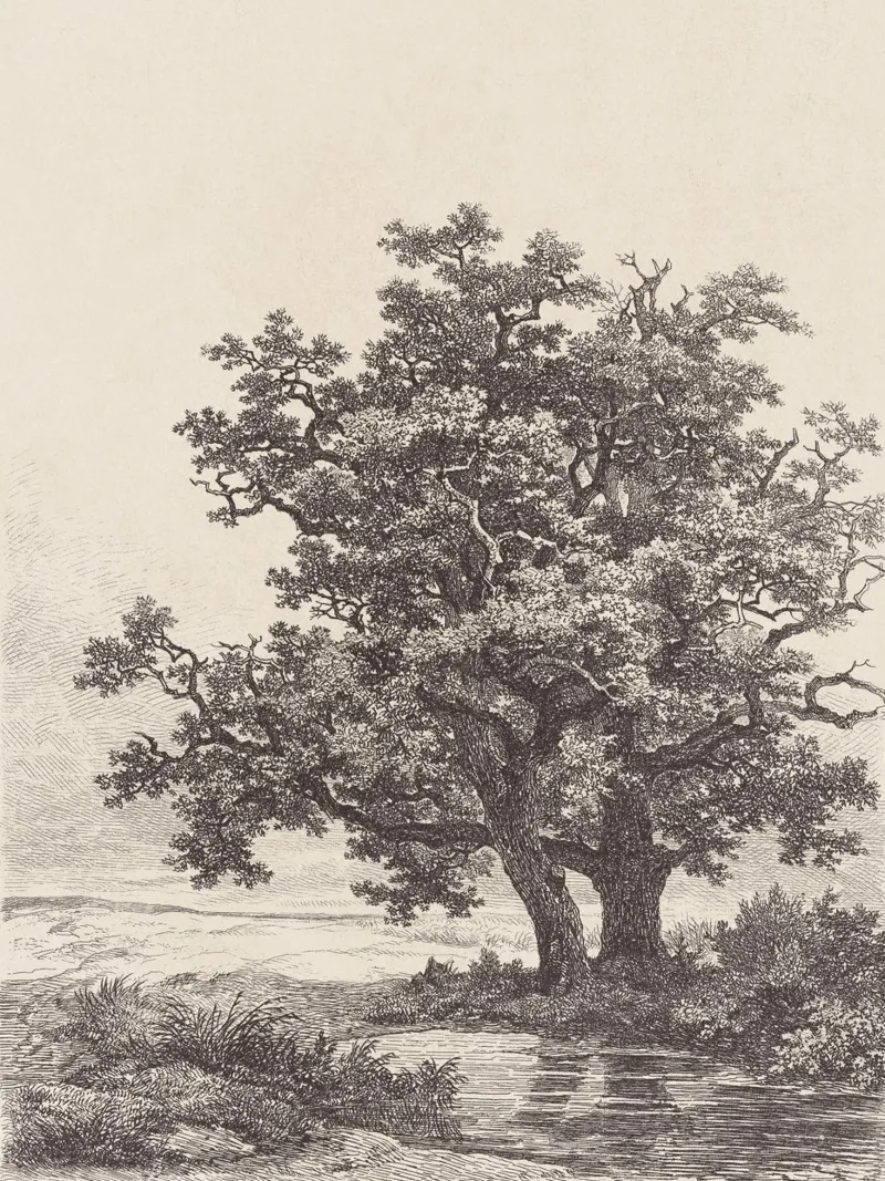 Tree with Stream Landscape pellicola backlit da apoloprints