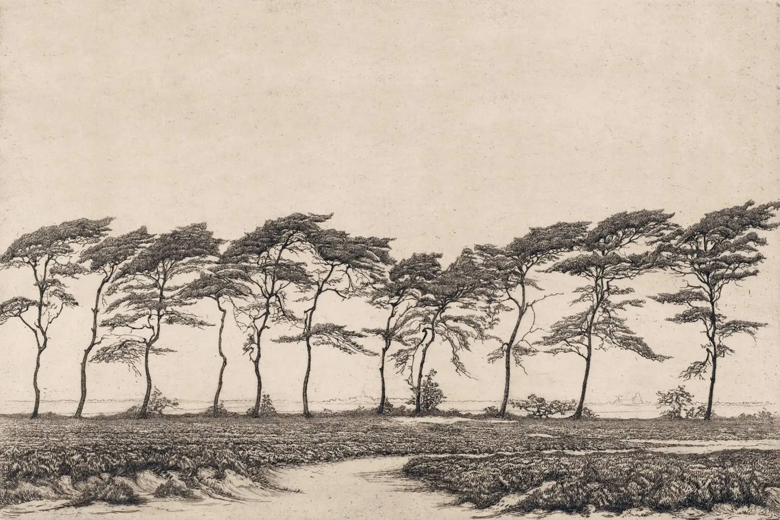 Pine Tree Landscape pellicola backlit da apoloprints
