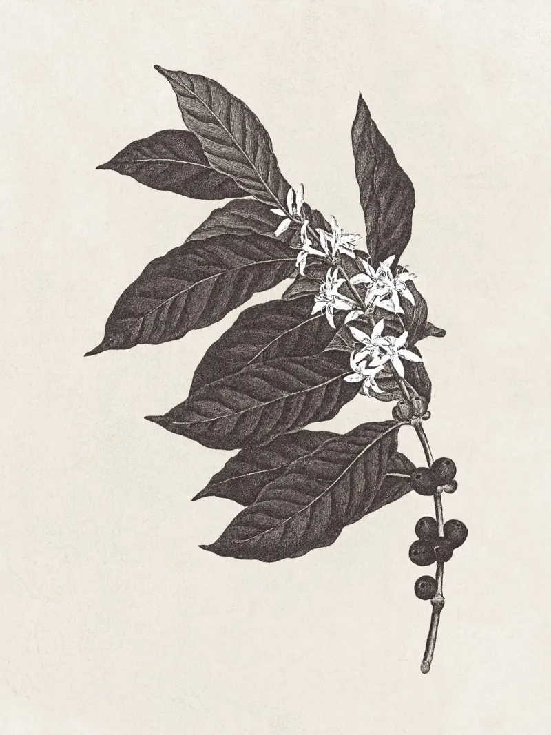 Coffee Branch Sketch no. 1 carta hahnemühle da apoloprints