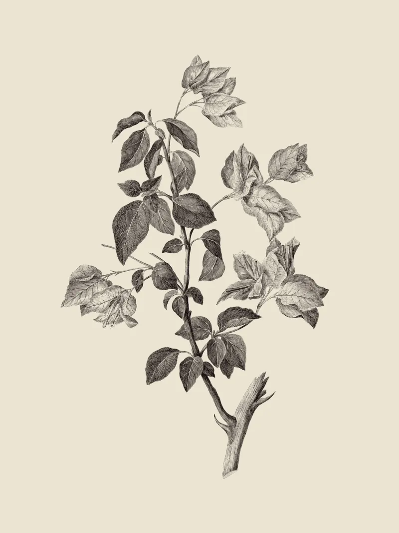 Bougainvillea Sketch canvas van apoloprints