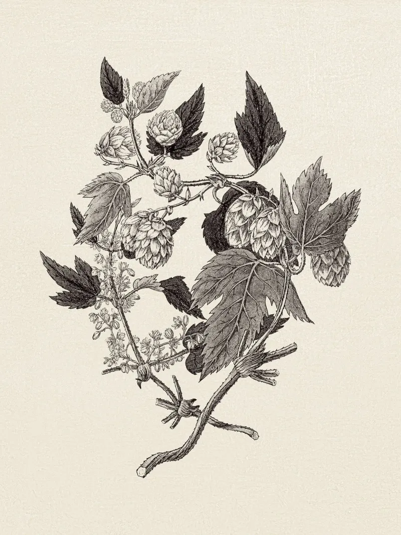 Hops Branch Sketch pellicola backlit da apoloprints