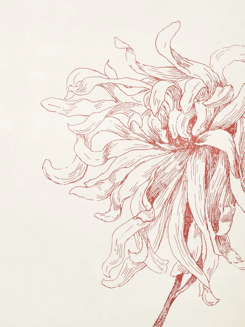 Dahlia Flower Sketch pellicola backlit da apoloprints