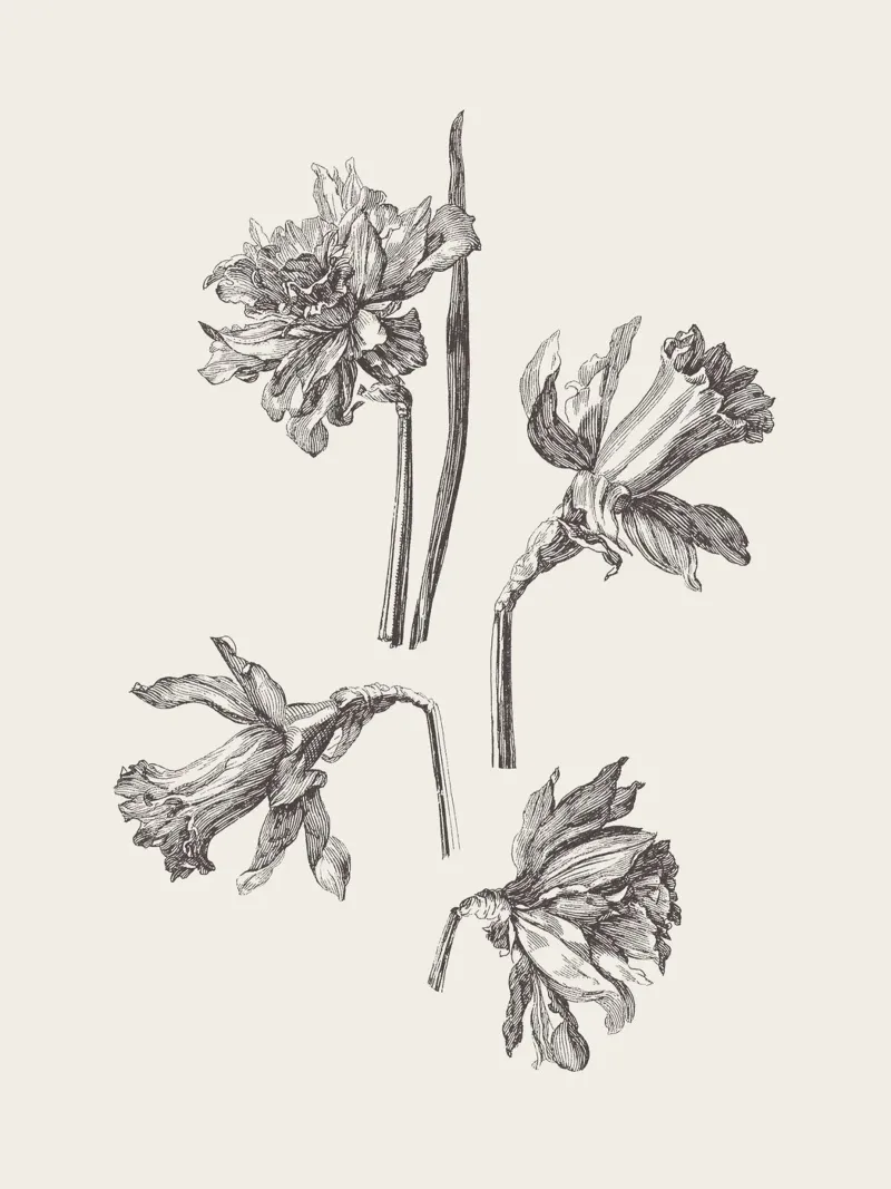 Daffodil Flower Sketch no. 1 pellicola backlit da apoloprints