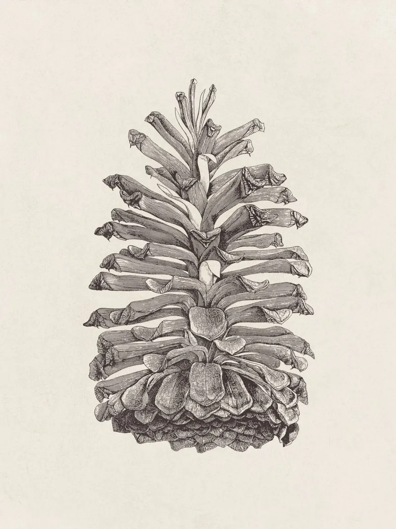 Pine Cone Sketch pellicola backlit da apoloprints